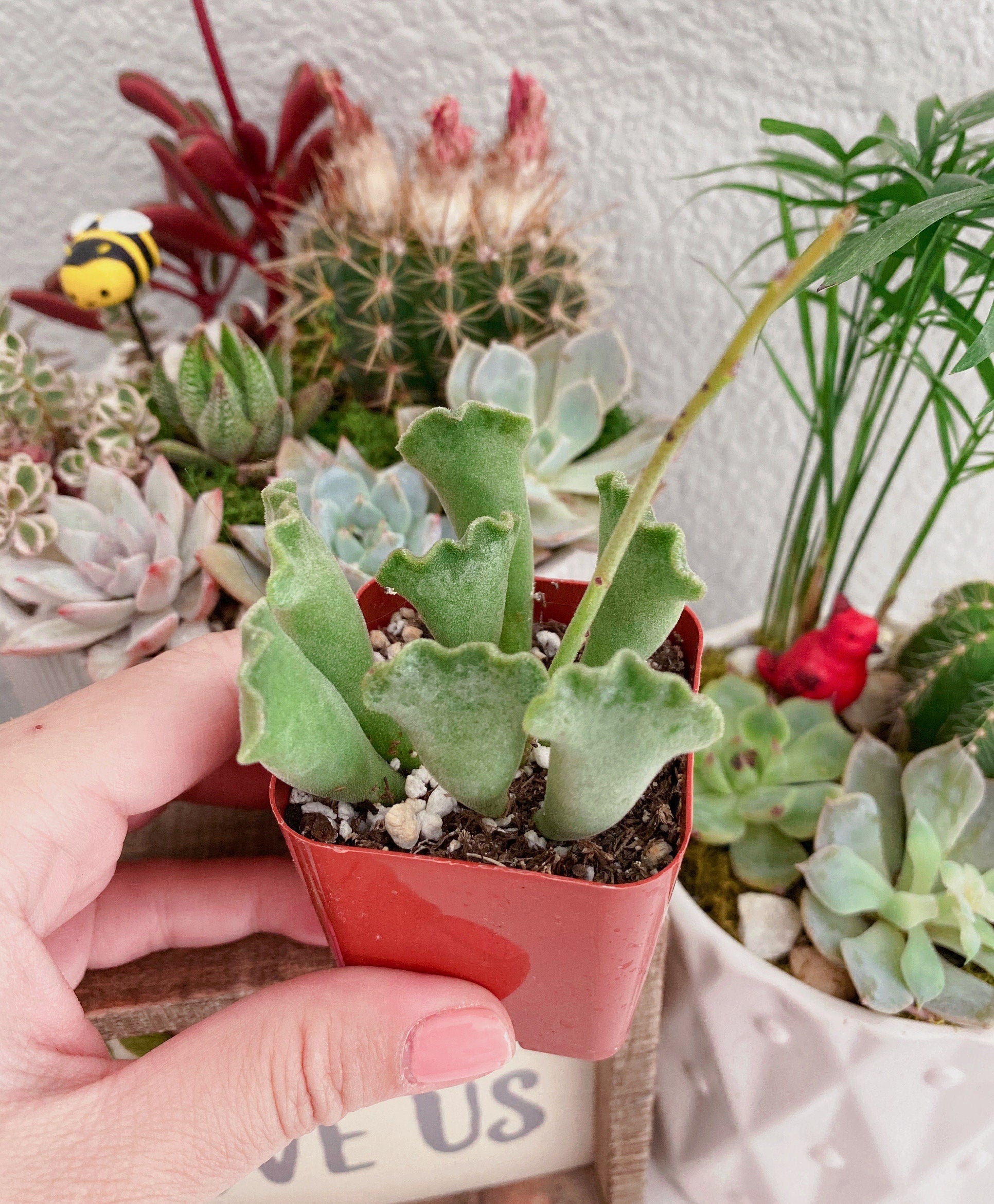 key lime pie succulent flowers Rare Key Lime Pie Sucuculent - 2 inch Adromischus cristatus