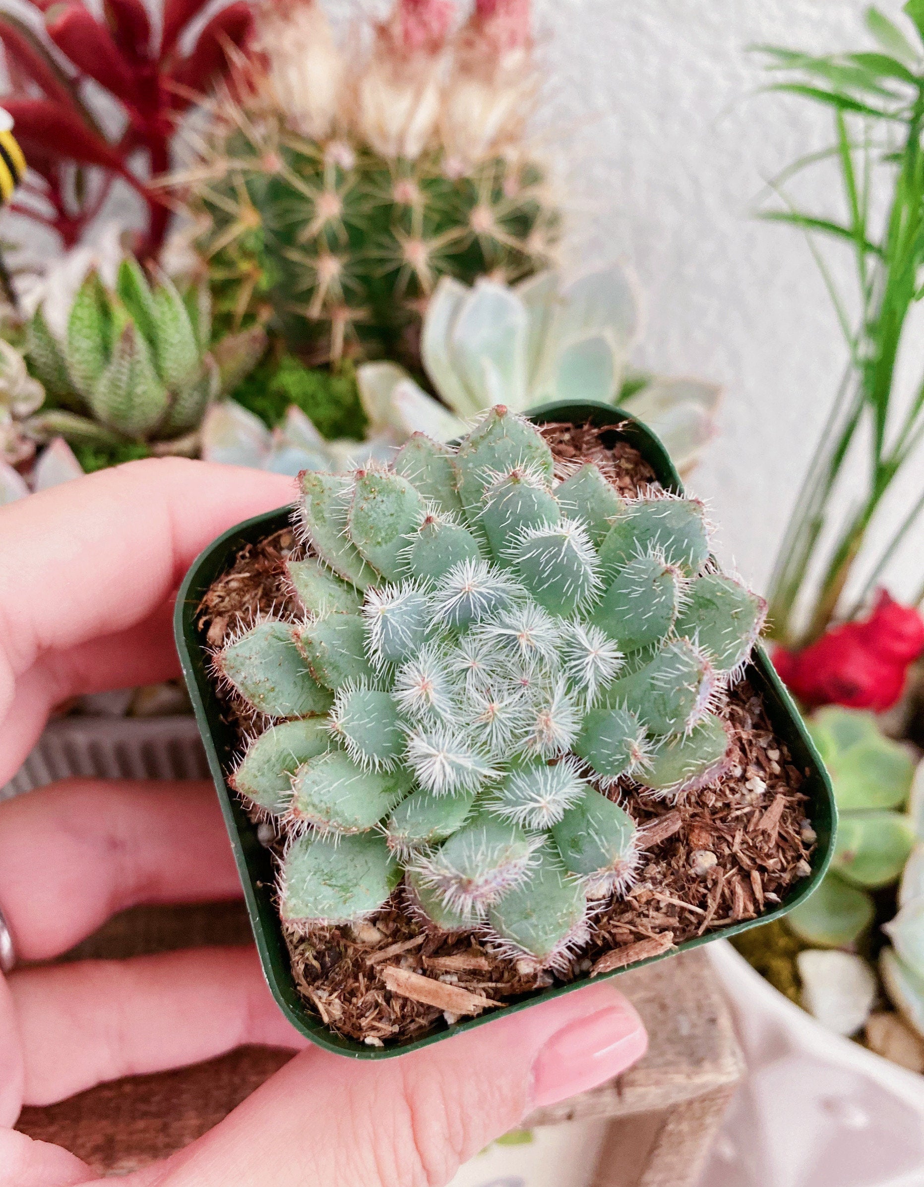 setosa succulent Echeveria Setosa, Mexican Firecracker – MySucculentCorner
