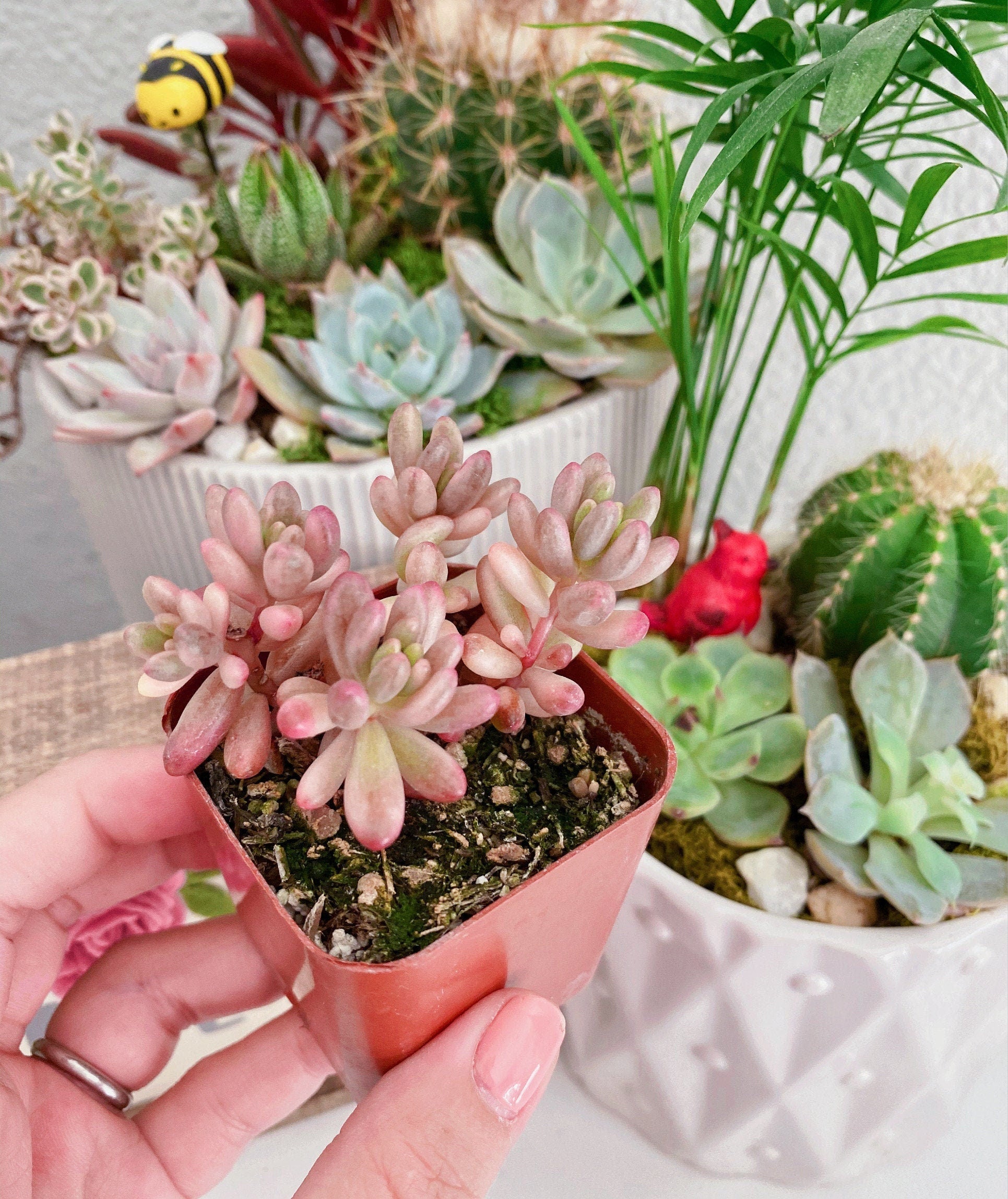 sedum aurora succulent Sedum Rubrotinctum Aurora, Pink Jelly Beans 2 inches pot – MySucculentCorner