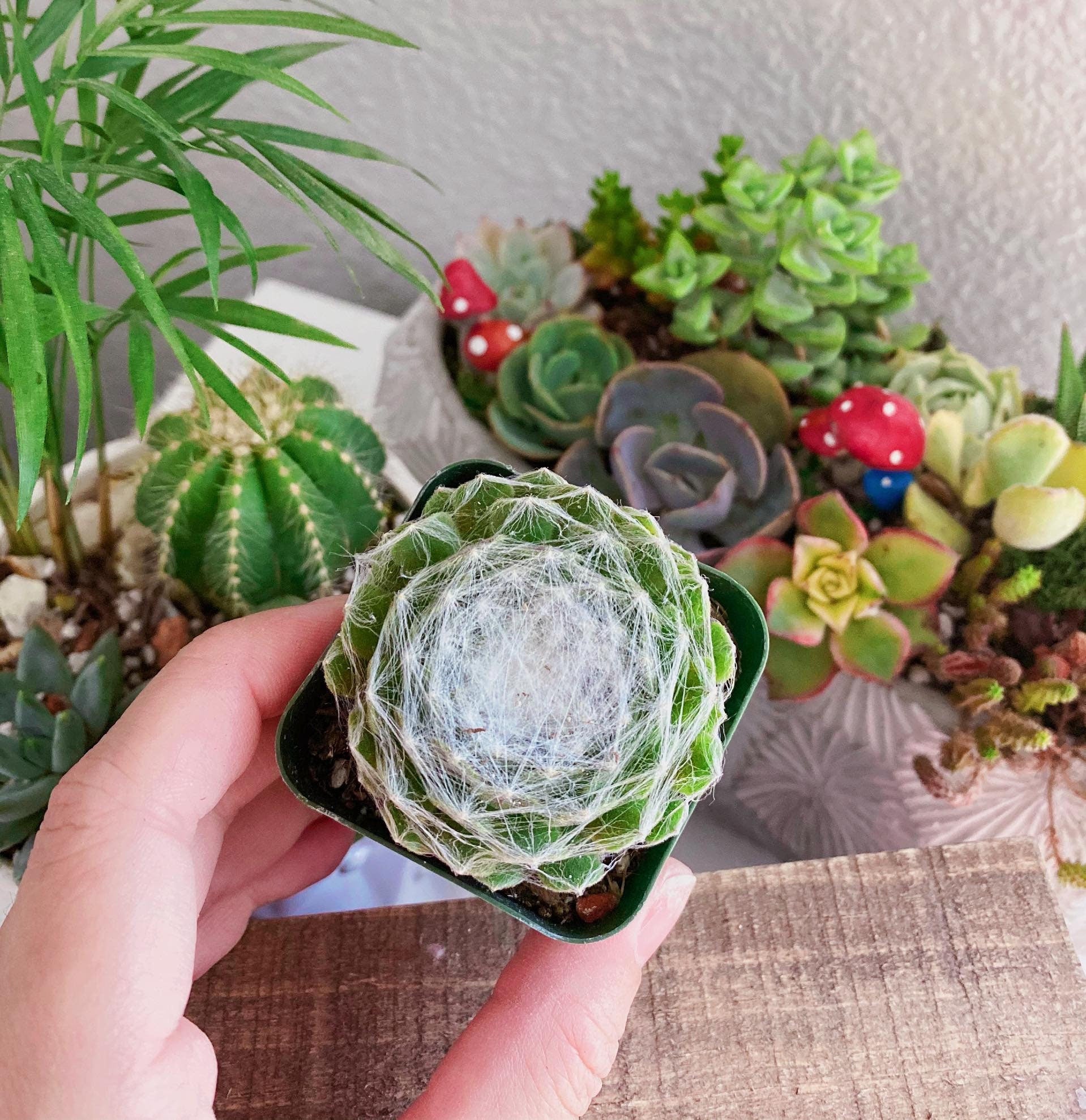 cebenese succulent Sempervivum arachnoideum 'Cebenese' in 2 inches pot – MySucculentCorner