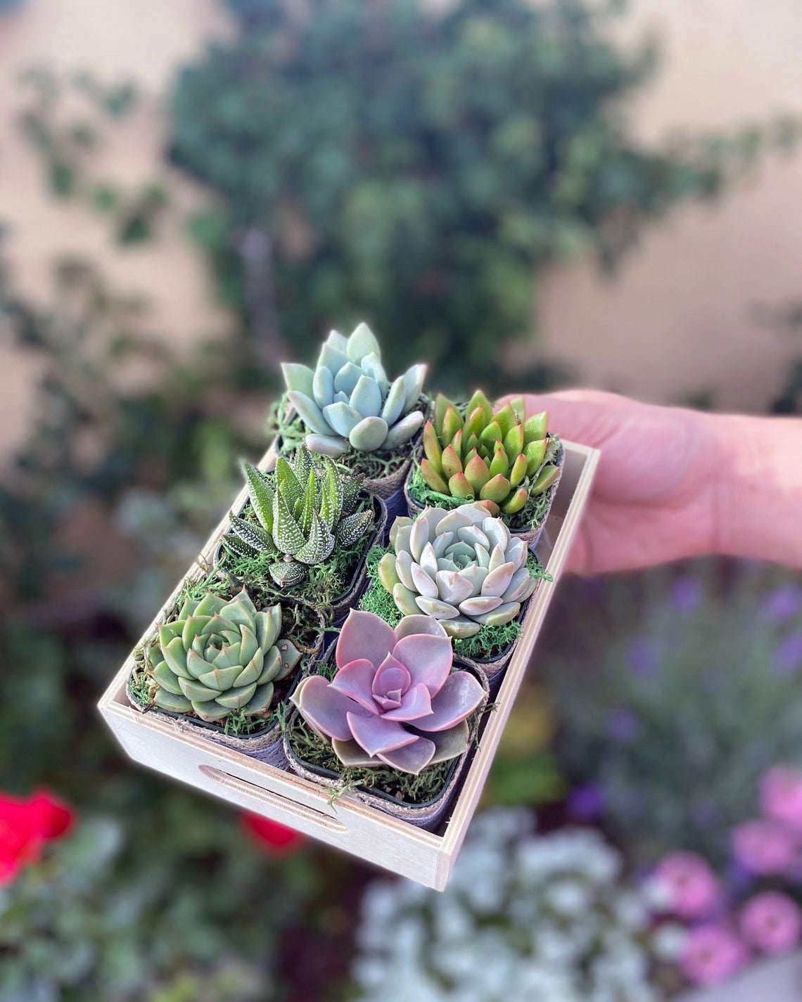 succulent mystery box Mystery Succulent Box! - Assorted Colorful 2” Succulents