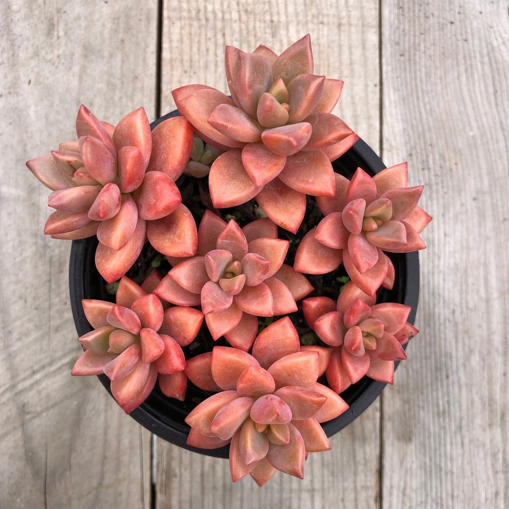 alpenglow succulent Hybrid Graptosedum Alpenglow sedum, Vera Higgins, Bronze in 2 inches p –  MySucculentCorner