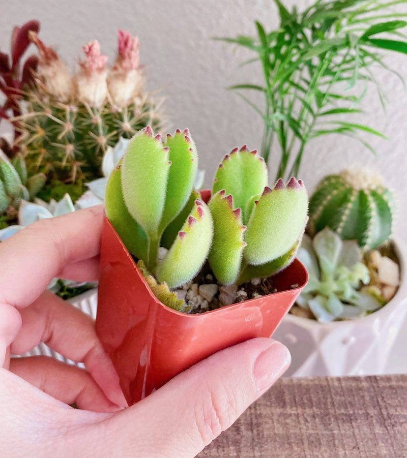 claw succulent White Tip Bear Paw, Red Tip Bear Claw Succulent, Cotyledon Tomentosa, – MySucculentCorner