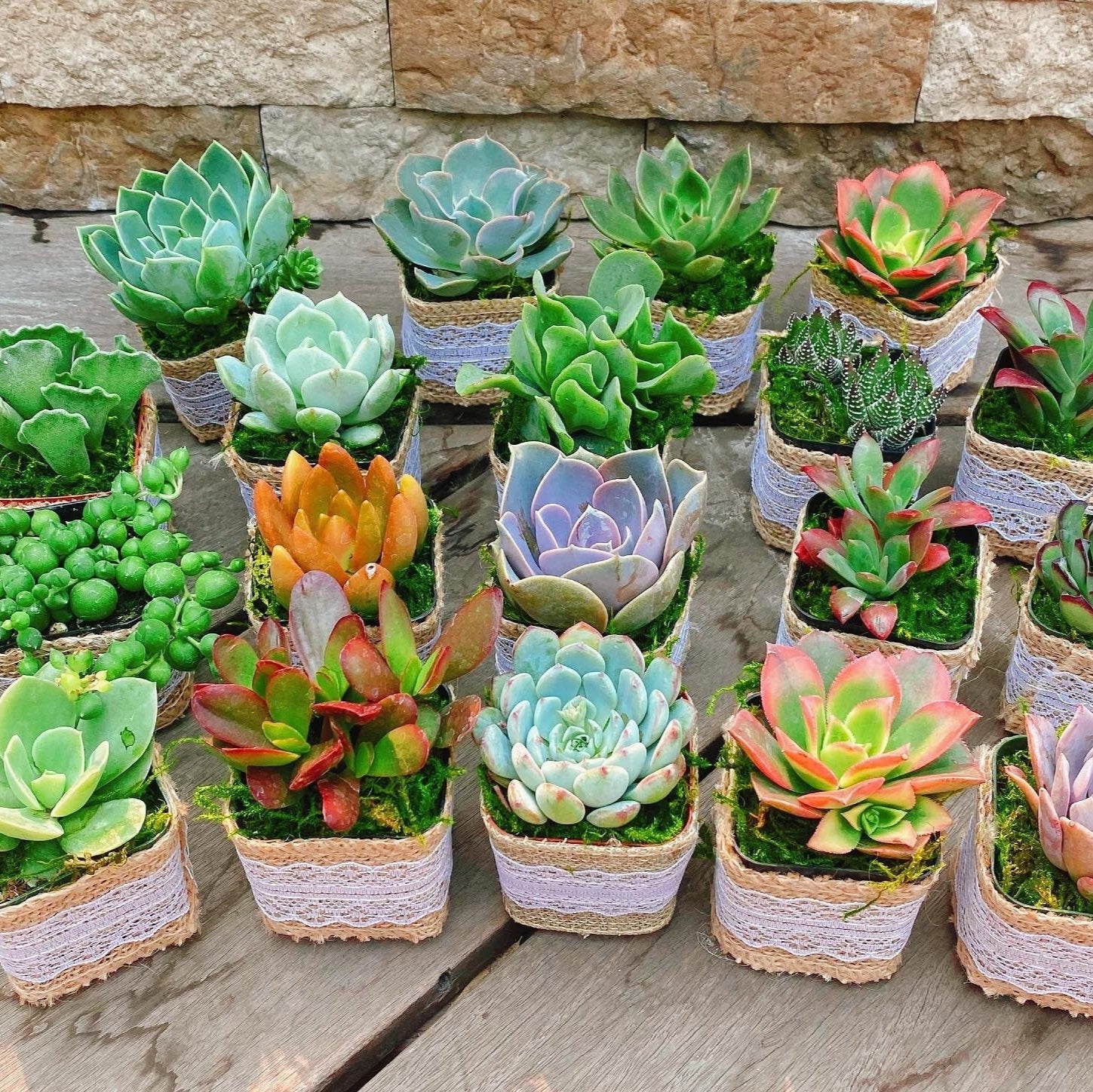succulent wedding favors Rustic Succulent Party Favors with Burlap Wrapped Pots – MySucculentCorner