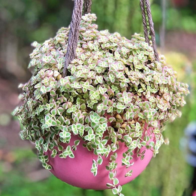 little missy sedum succulent care Variegated Sedum 'Little Missy' live succulent 2" pot – MySucculentCorner