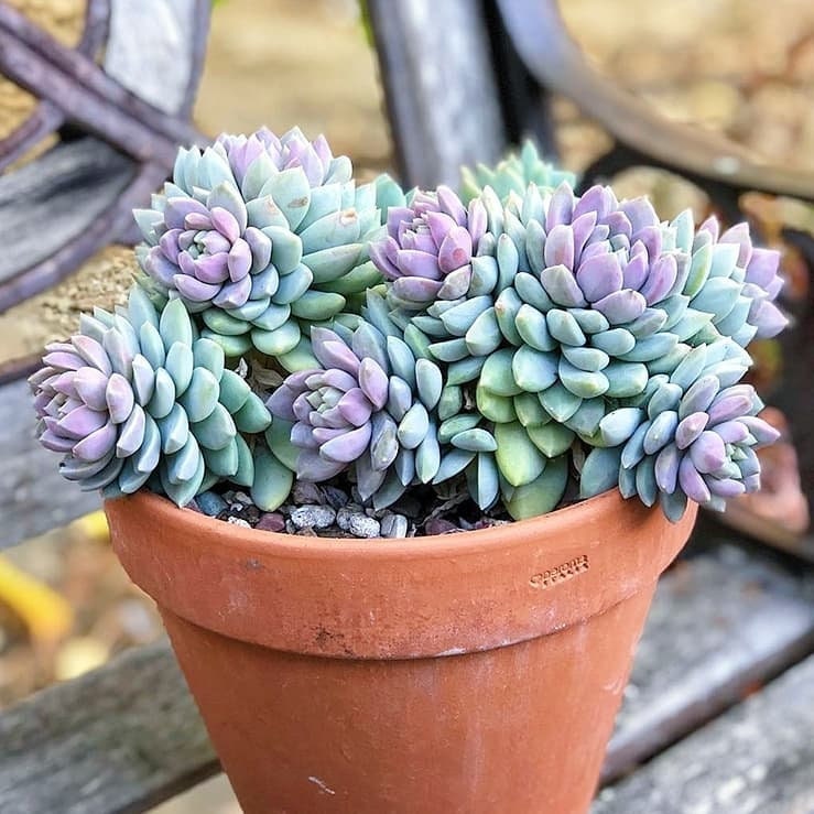 sedeveria succulent care Sedeveria Lilac Mist succulent plant in 2 inches pot – MySucculentCorner