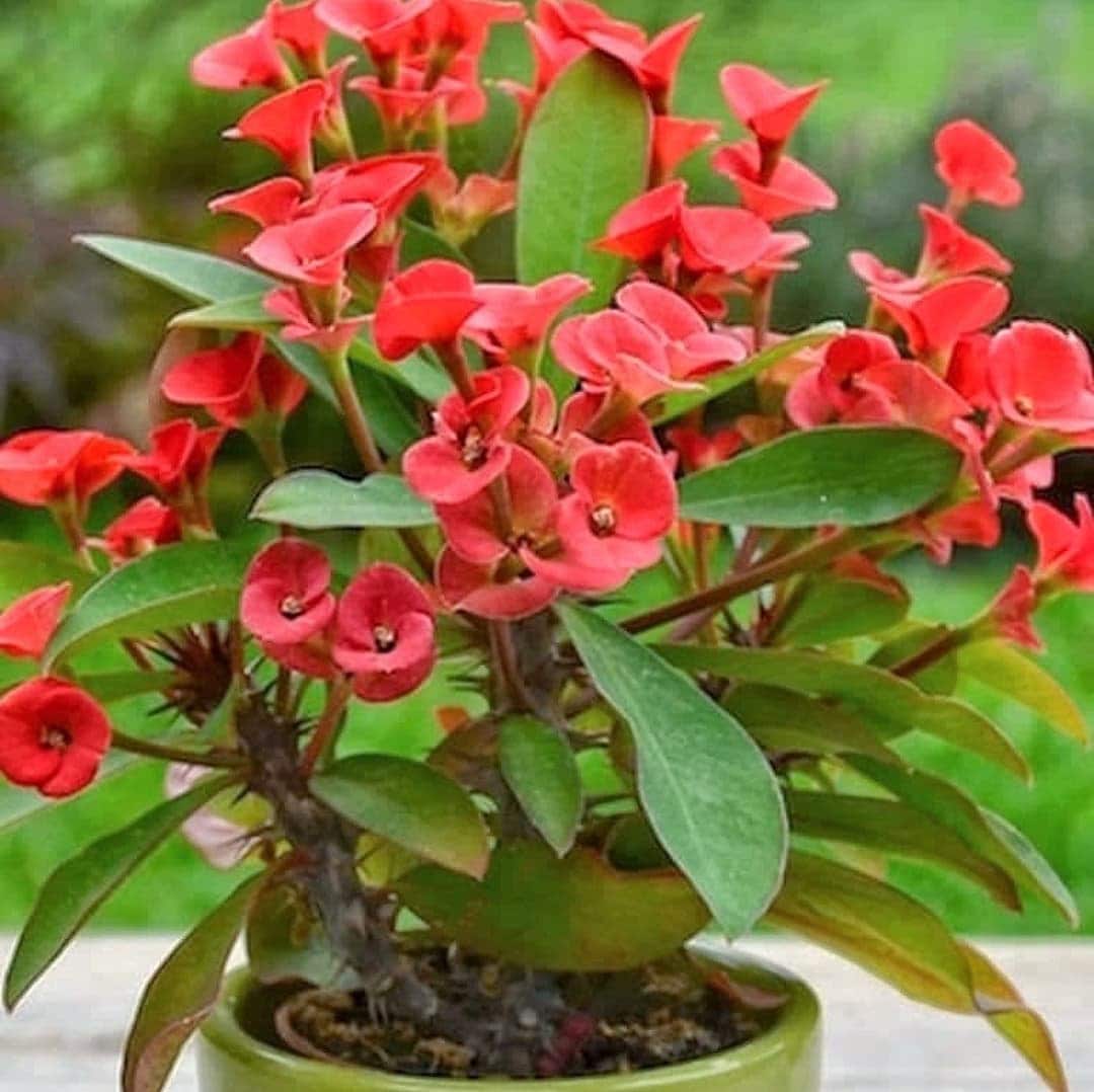Euphorbia Milii With Red Bloom | The Crown Of Thorns | Christ plant