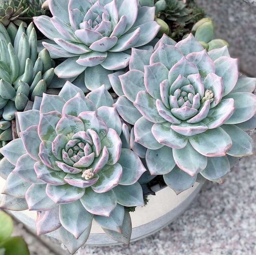 echeveria blue bird succulent Echeveria Blue Bird – MySucculentCorner