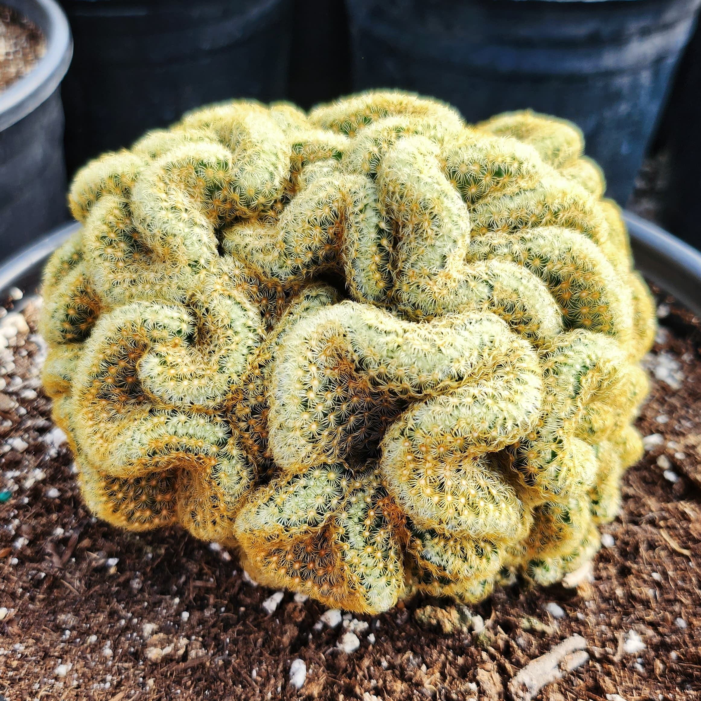 Brain Cactus, Crested Succulent pot  MySucculentCorner