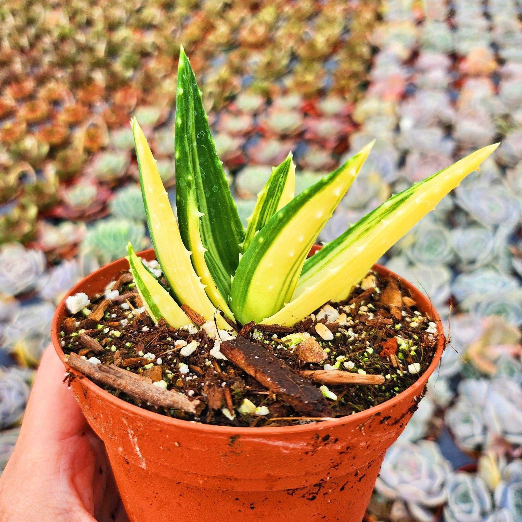 variegated aloe vera plant Variegated Aloe Vera 4" pot