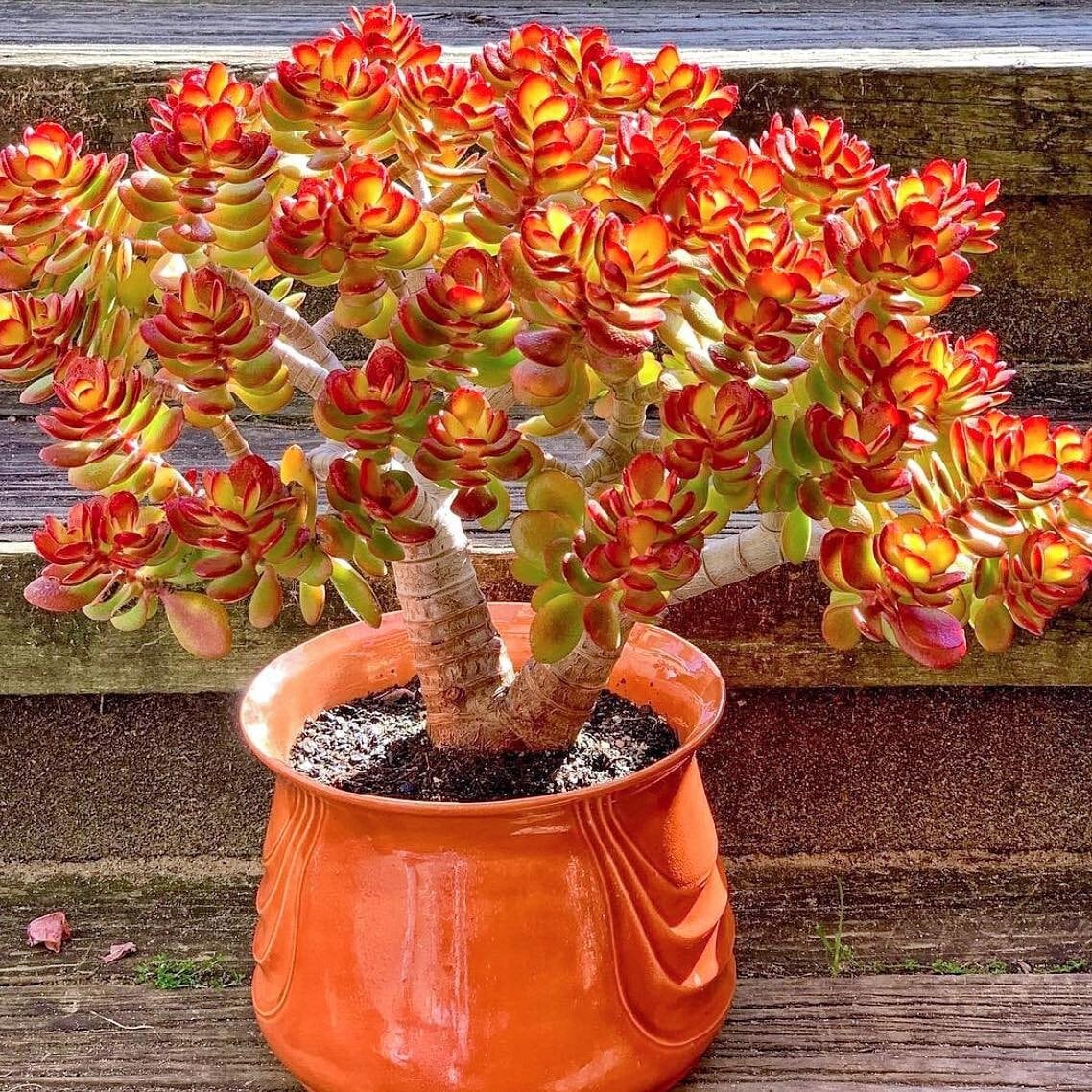 jade plant baby Crassula Ovata "Baby Jade"