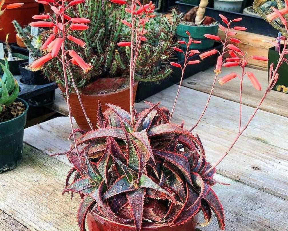 christmas carol succulent 4" Pot of Aloe 'Christmas Carol' – MySucculentCorner