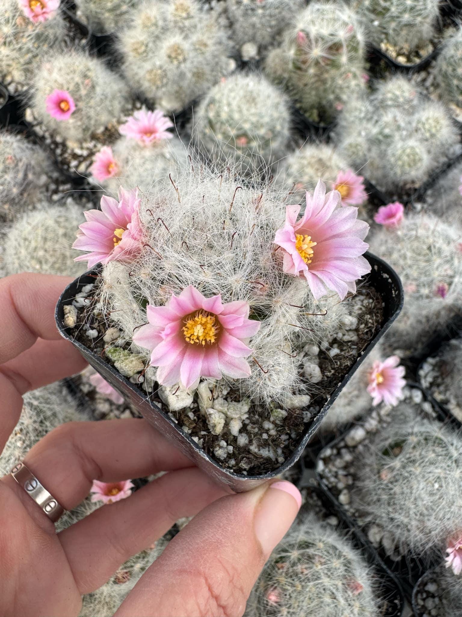 Powder Puff Cactus, Potted Cactus Plant, Mammillaria Bocasana, in 2 in –  MySucculentCorner