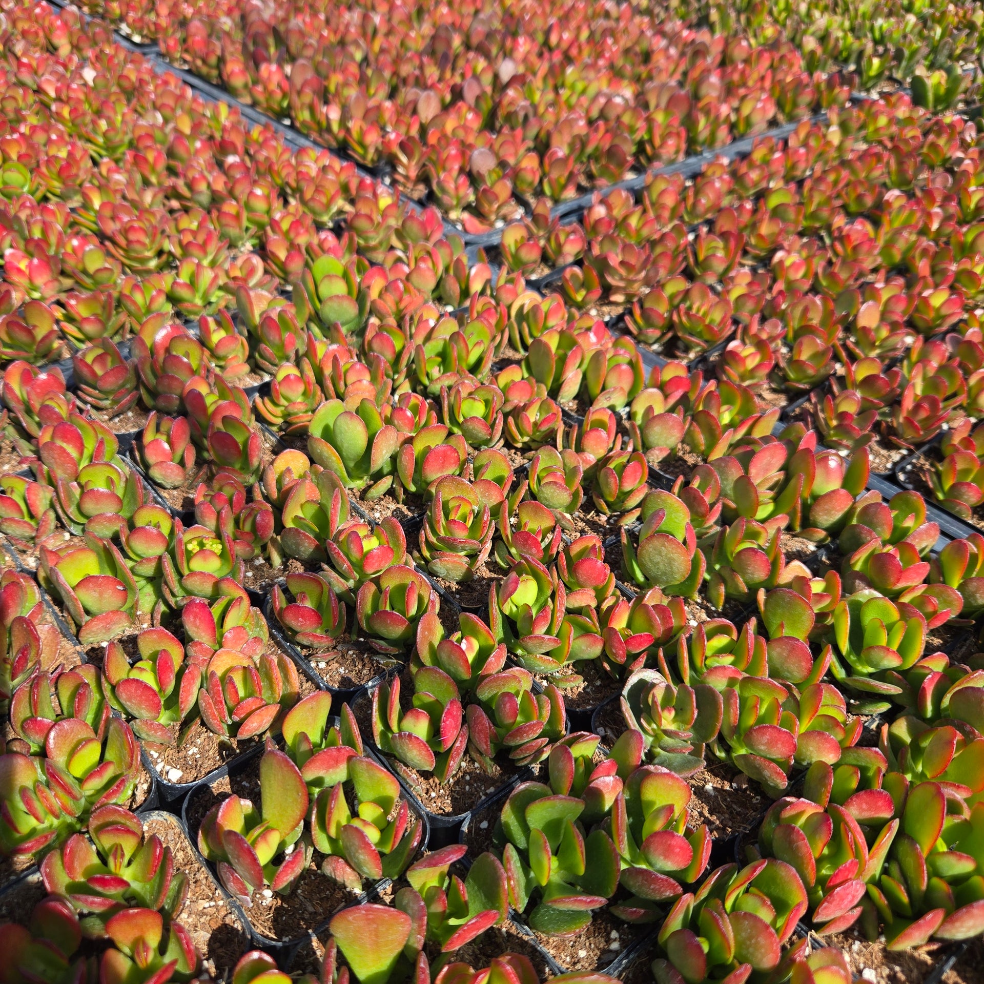 sun stressed jade plant Crassula Ovata "Baby Jade" – MySucculentCorner