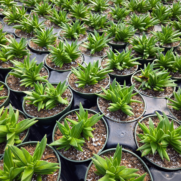 succulent shark tooth Crassula Shark Tooth Red Pagoda – MySucculentCorner