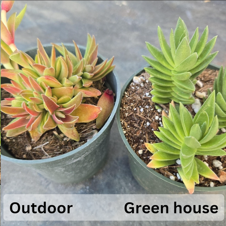 shark tooth succulent care Crassula Shark Tooth Red Pagoda – MySucculentCorner