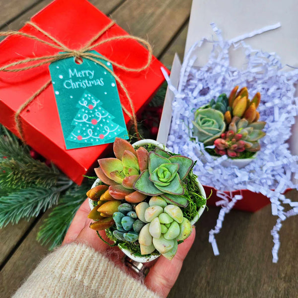 Christmas succulent arrangement