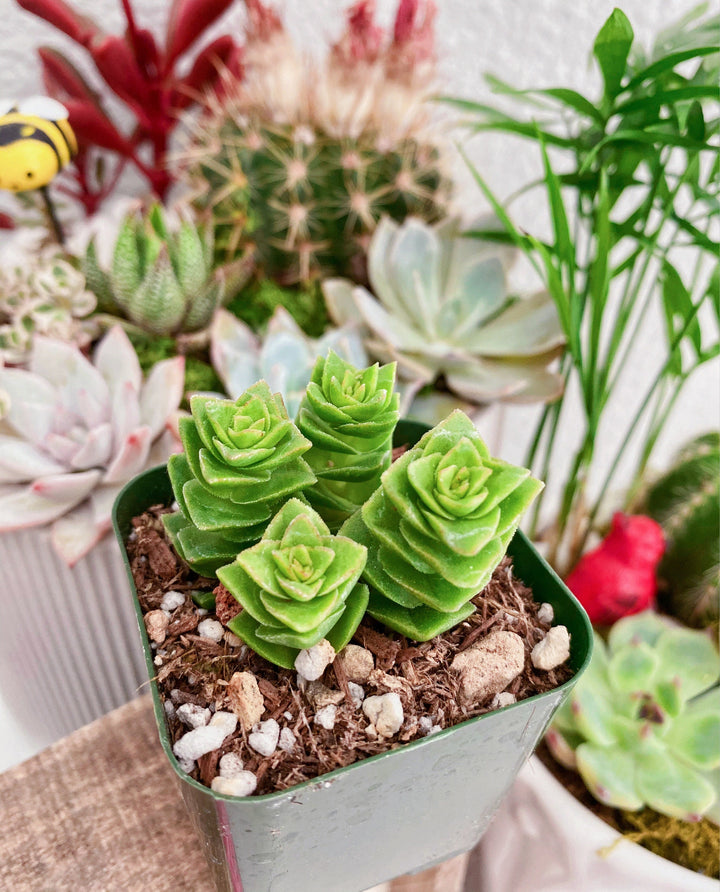 Rare Crassula Perforata 2 inches pot, String of Buttons