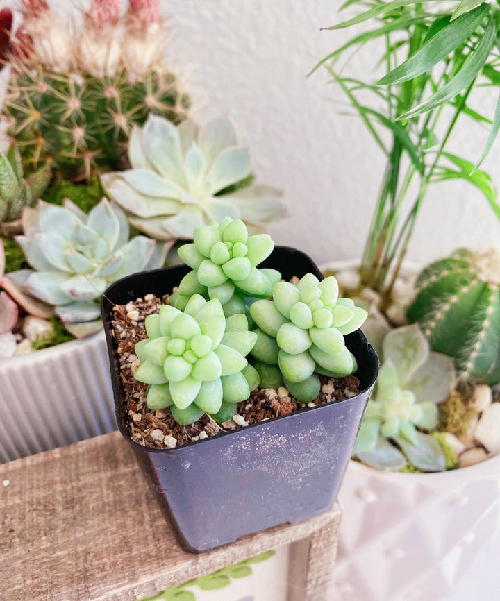 Burro's Tail Succulents Plants, Sedum Morganianum, Donkey's Tail in 2 inches pot