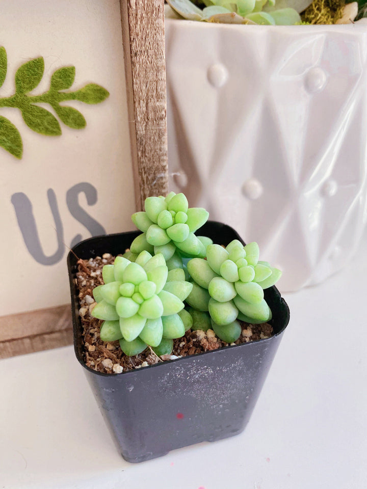 Burro's Tail Succulents Plants, Sedum Morganianum, Donkey's Tail in 2 inches pot