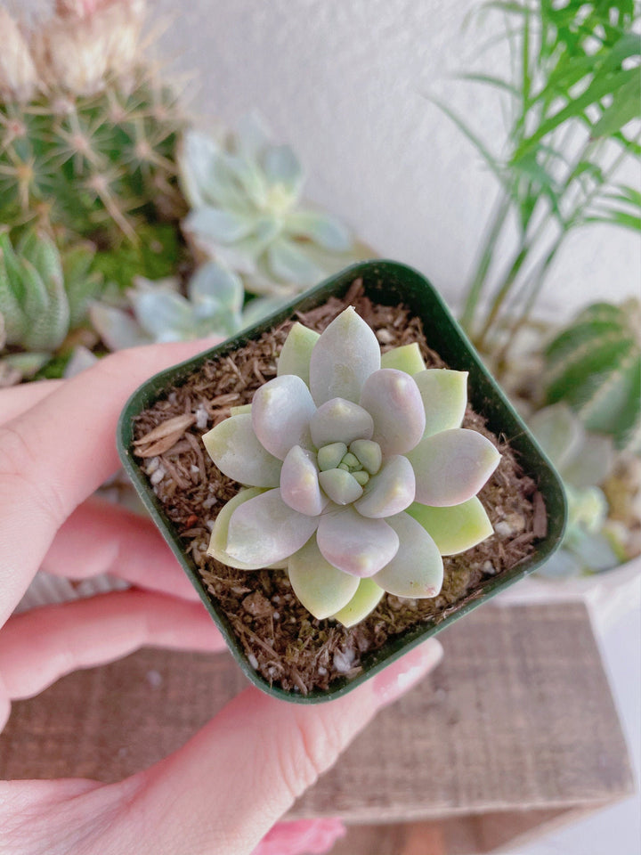 misty lilac succulent Sedeveria Lilac Mist succulent plant in 2 inches pot – MySucculentCorner