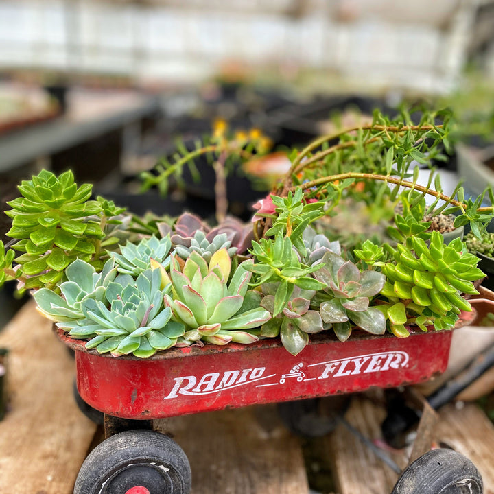 Rare Crassula Perforata 2 inches pot, String of Buttons