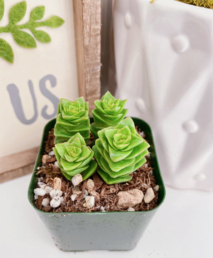 Rare Crassula Perforata 2 inches pot, String of Buttons