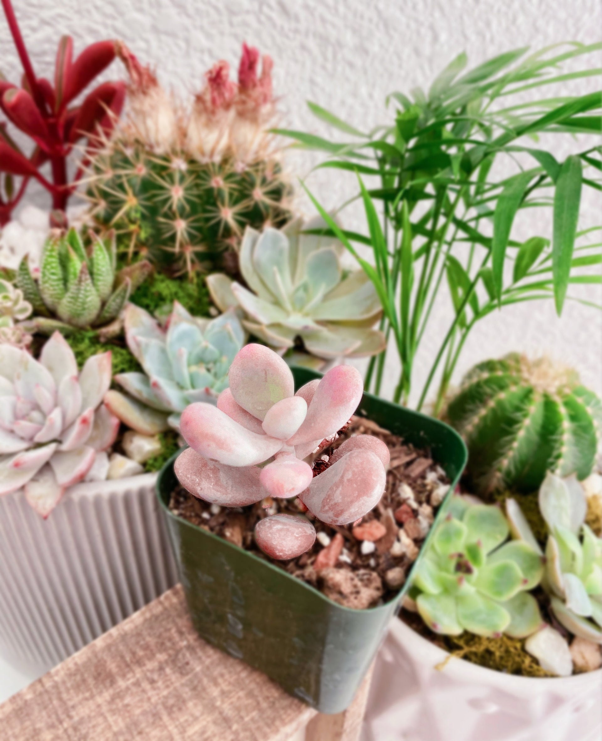 moonstone pink succulent Rare Pink Moonstone Succulents, Pink Pebble Rosette Plants, Pachyphytu –  MySucculentCorner