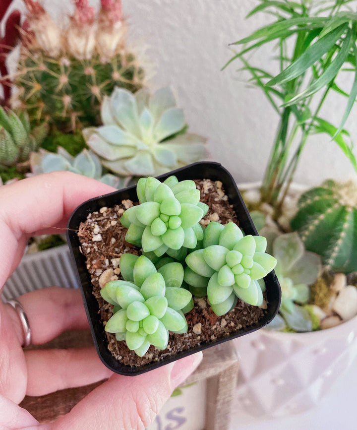 Burro's Tail Succulents Plants, Sedum Morganianum, Donkey's Tail in 2 inches pot