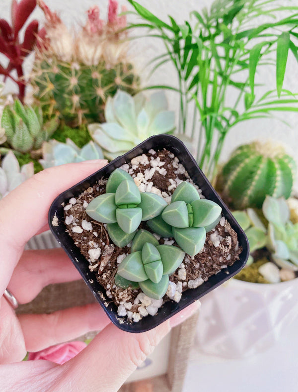 Corpuscularia lehmannii, Ice plant in 2 inches pot