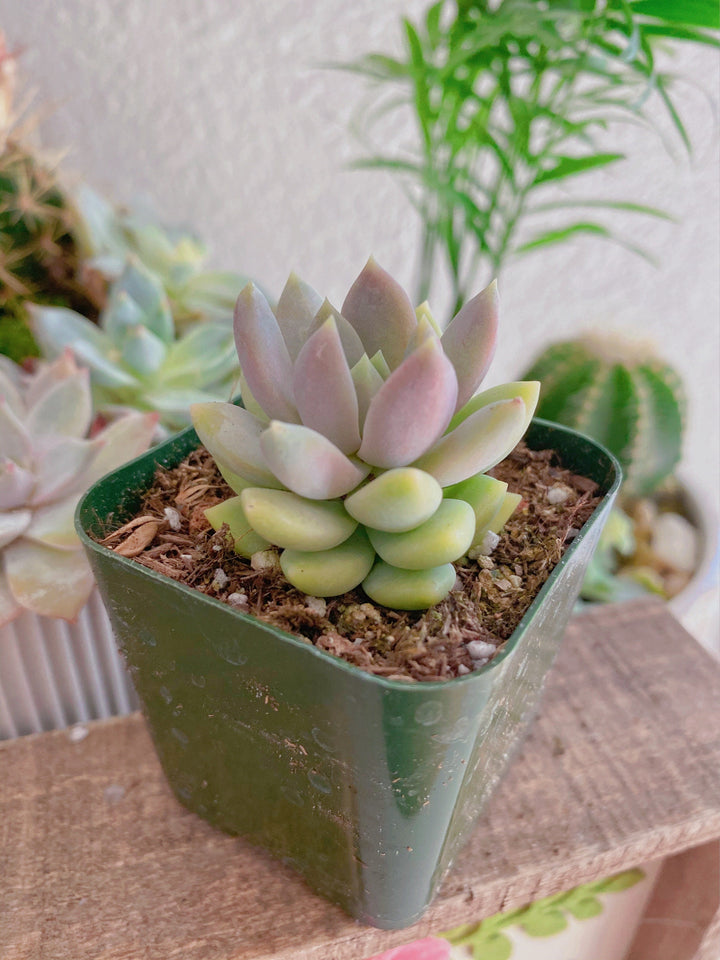 lilac mist succulent Sedeveria Lilac Mist succulent plant in 2 inches pot – MySucculentCorner