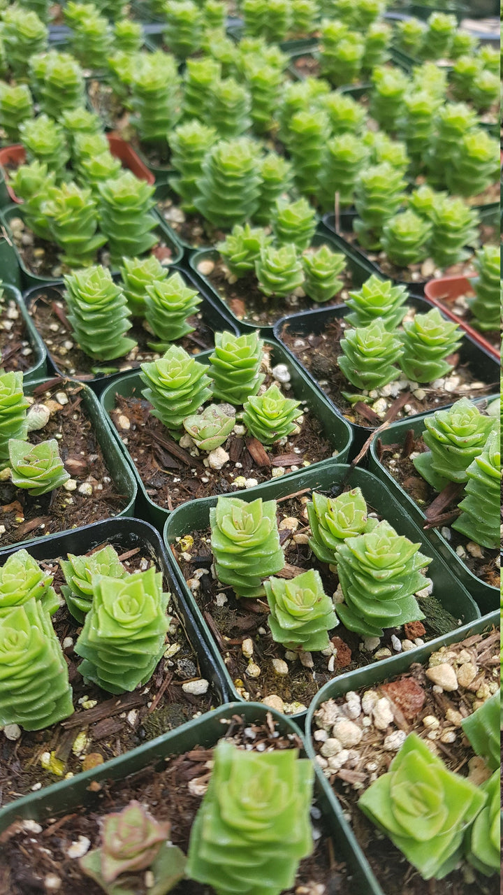 Rare Crassula Perforata 2 inches pot, String of Buttons