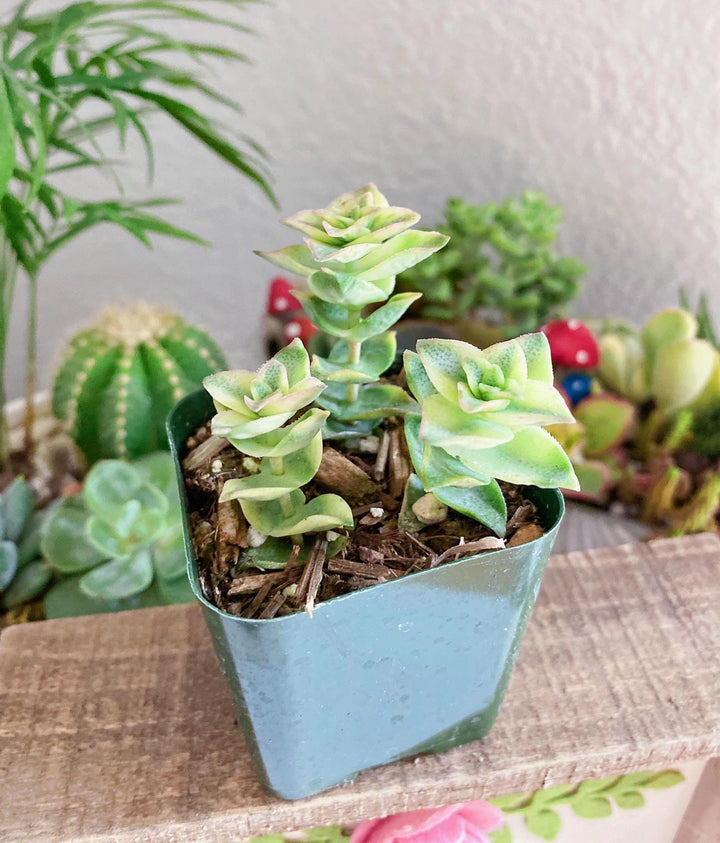 Rare Crassula Perforata 2 inches pot, String of Buttons