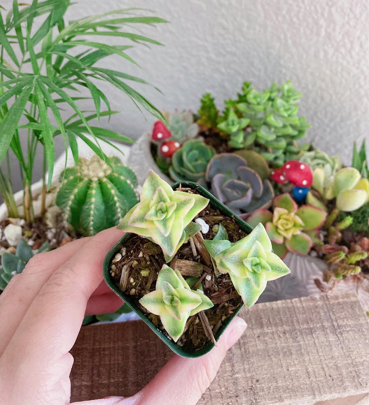 Rare Crassula Perforata 2 inches pot, String of Buttons