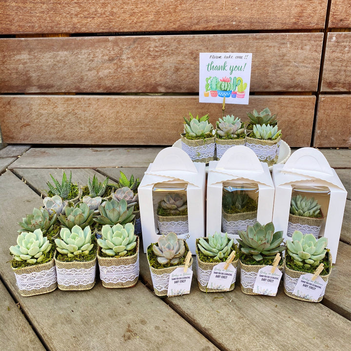 burlap wrapped succulents favors Rustic Succulent Party Favors with Burlap Wrapped Pots – MySucculentCorner