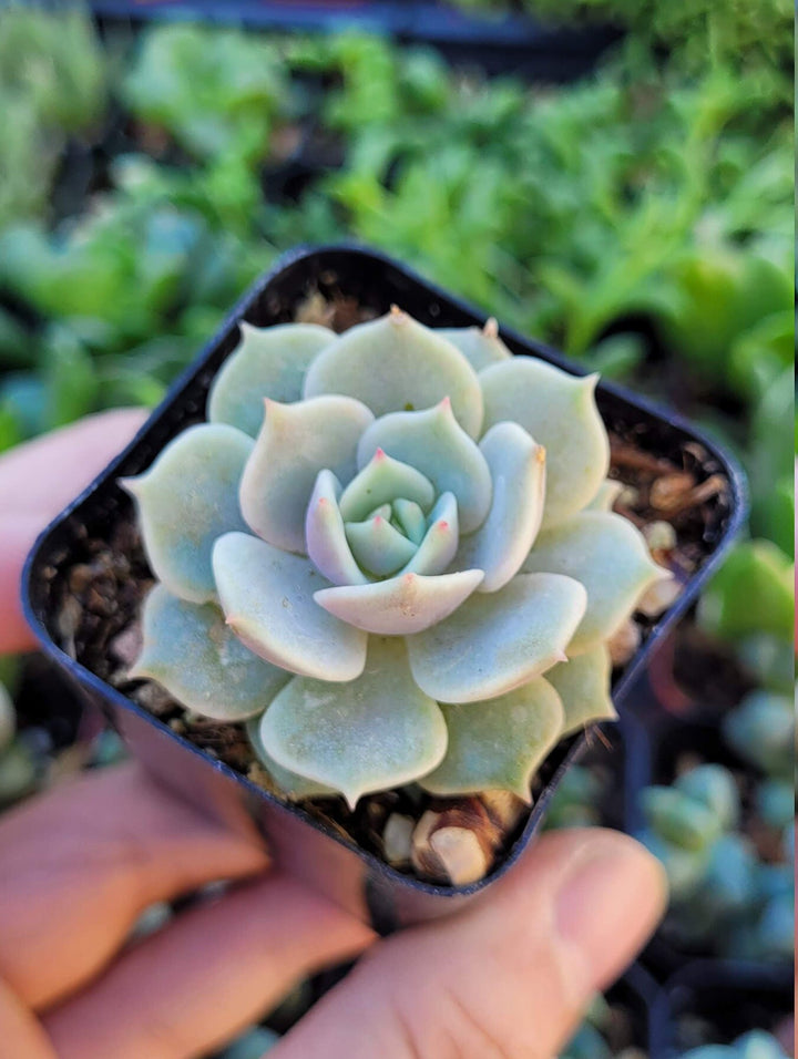 Echeveria Lola and String Of Pearl combo, in 2 inches pot