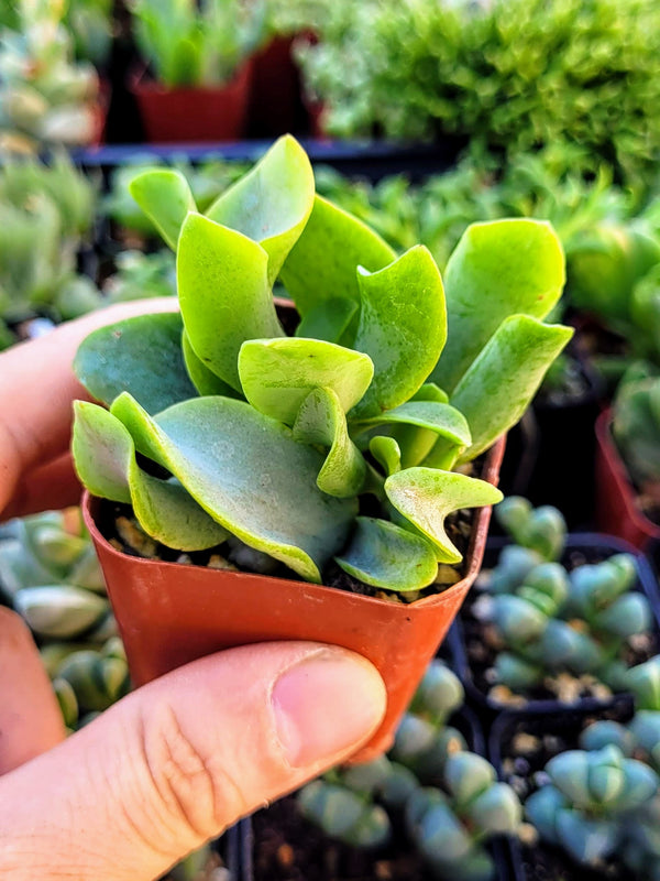 Crassula Arborencens Undulatifolia, Ripple Jade in 2 inches pot