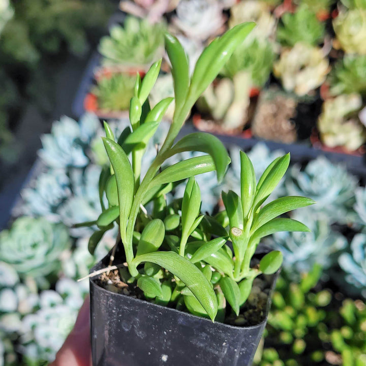 String of Bananas Succulent, Senecio radicans, String of Fish, house plant 2 inches pot
