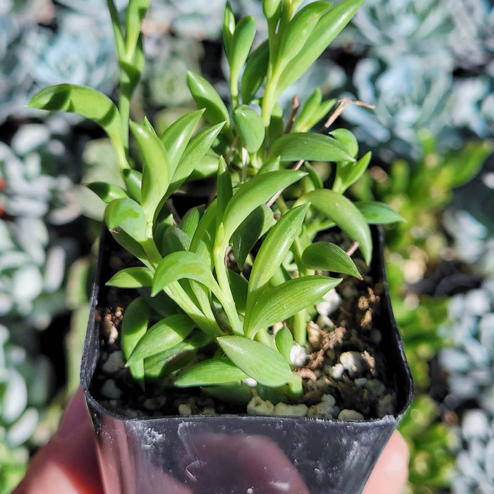 String of Bananas Succulent, Senecio radicans, String of Fish, house plant 2 inches pot