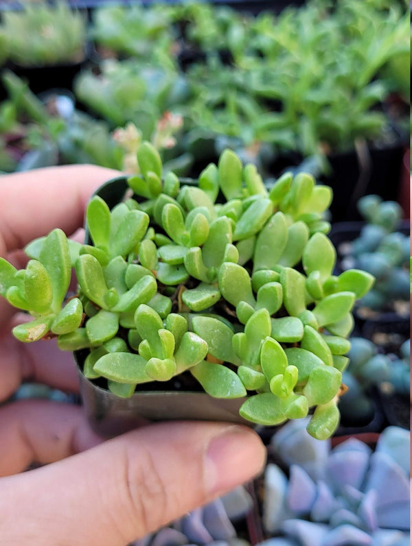 Cold Hardy | Delosperma Nubigenum, hardy yellow ice plant, Succulent Plant 2" pot