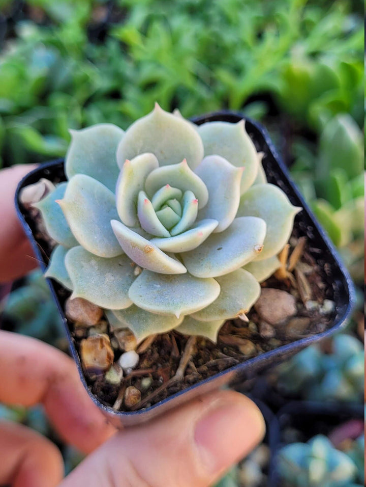 Echeveria Lola and String Of Pearl combo, in 2 inches pot