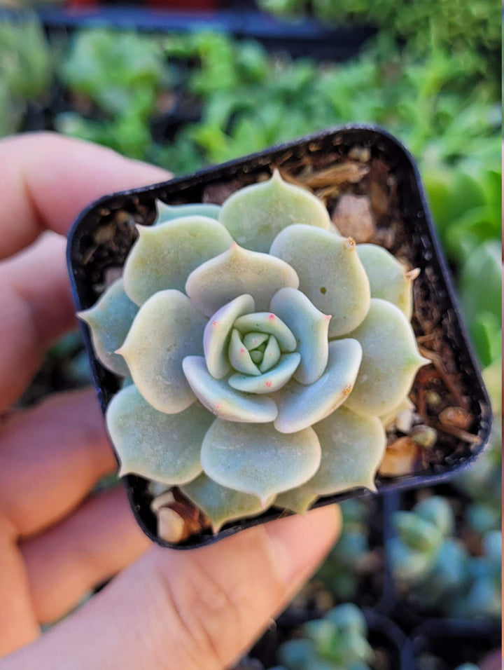 Echeveria Lola and String Of Pearl combo, in 2 inches pot