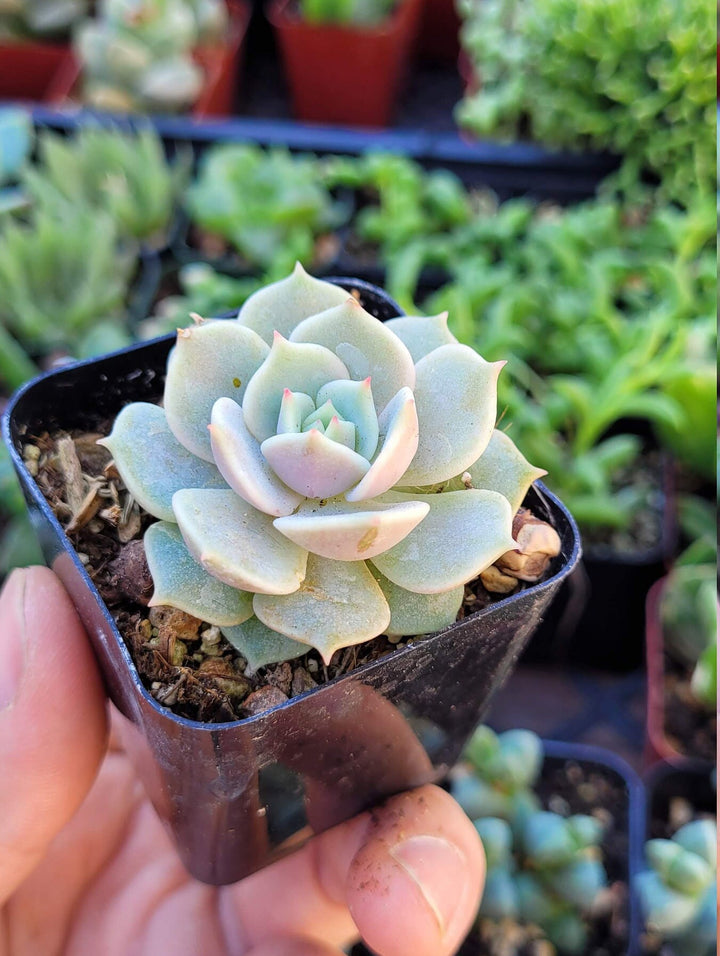 Echeveria Lola and String Of Pearl combo, in 2 inches pot