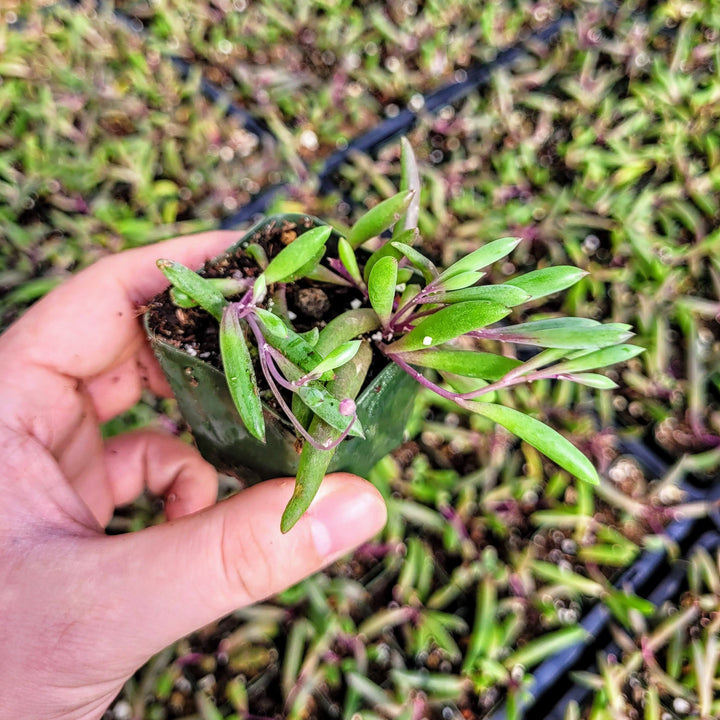 String of little pickles, Othonna Capensis ‘Ruby Necklace’ in 2 inches pot