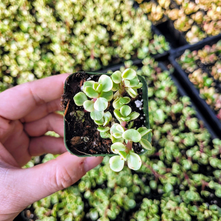 Dwarf Portulacaria afra 'Variegata', Variegated Elephant Bush in 2 inches pot