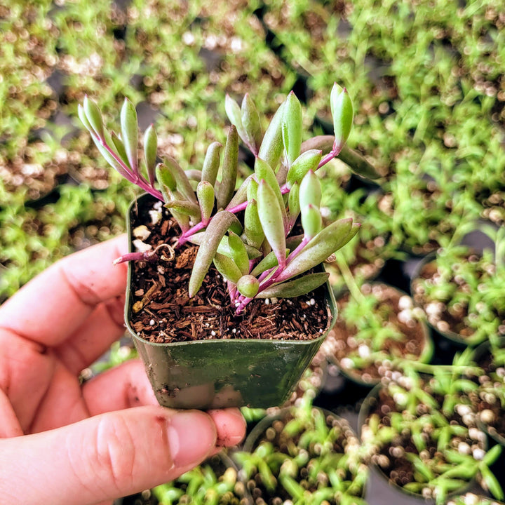 String of little pickles, Othonna Capensis ‘Ruby Necklace’ in 2 inches pot