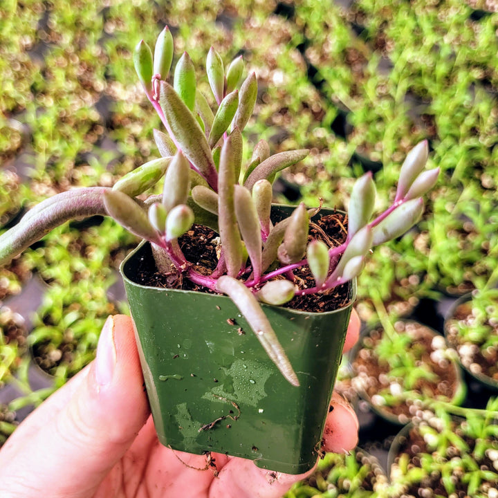 String of little pickles, Othonna Capensis ‘Ruby Necklace’ in 2 inches pot