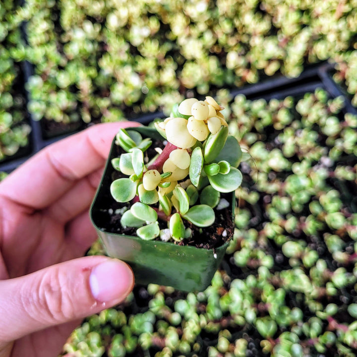 Dwarf Portulacaria afra 'Variegata', Variegated Elephant Bush in 2 inches pot