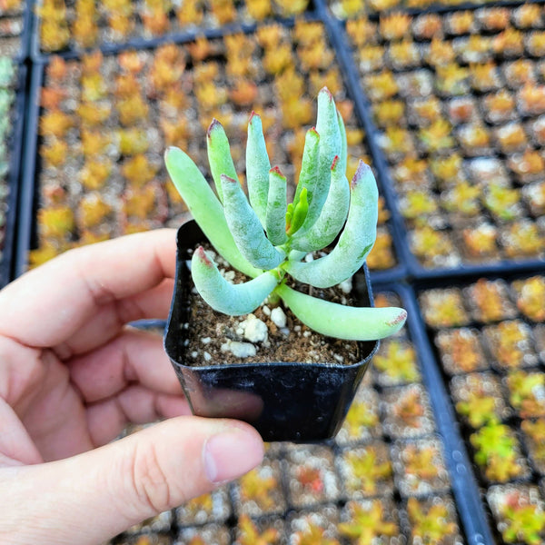 Cotyledon orbiculata Happy young Lady in 2 inches pot