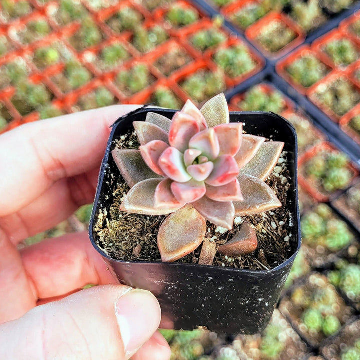 alpenglow succulent Hybrid Graptosedum Alpenglow sedum, Vera Higgins, Bronze in 2 inches p – MySucculentCorner